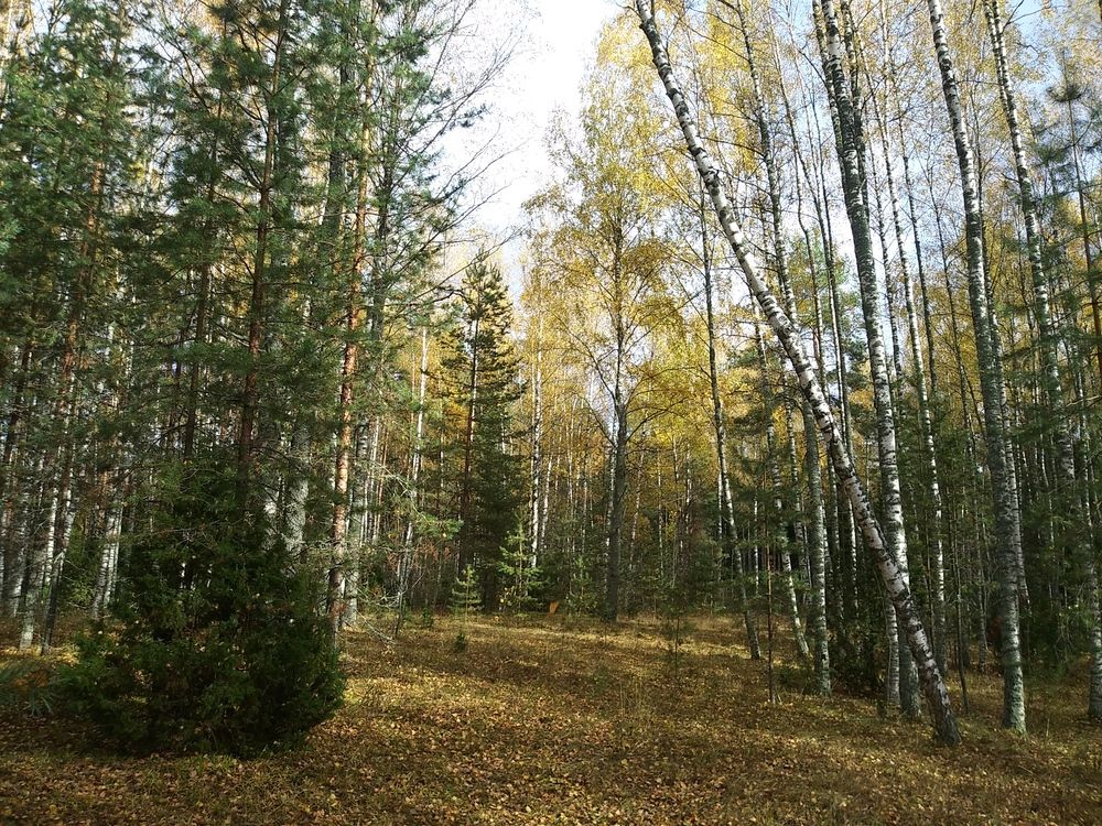 Photograph by Инна Голубева