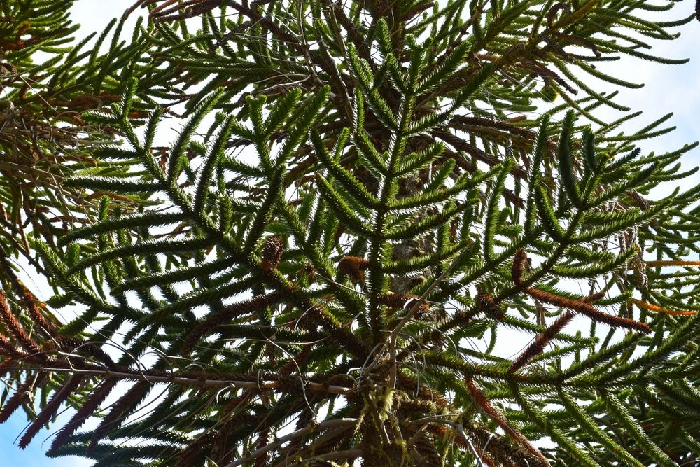 Photograph by SILVIA CLELIA AGOSTINIS