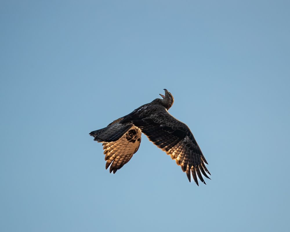 Skyward Duel – The Battle for Dominance