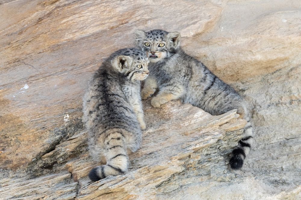 Ghosts of the Highlands