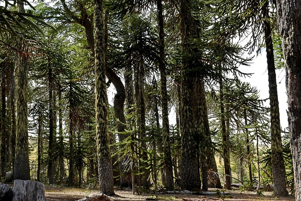 BOSQUE DE PEHUENES