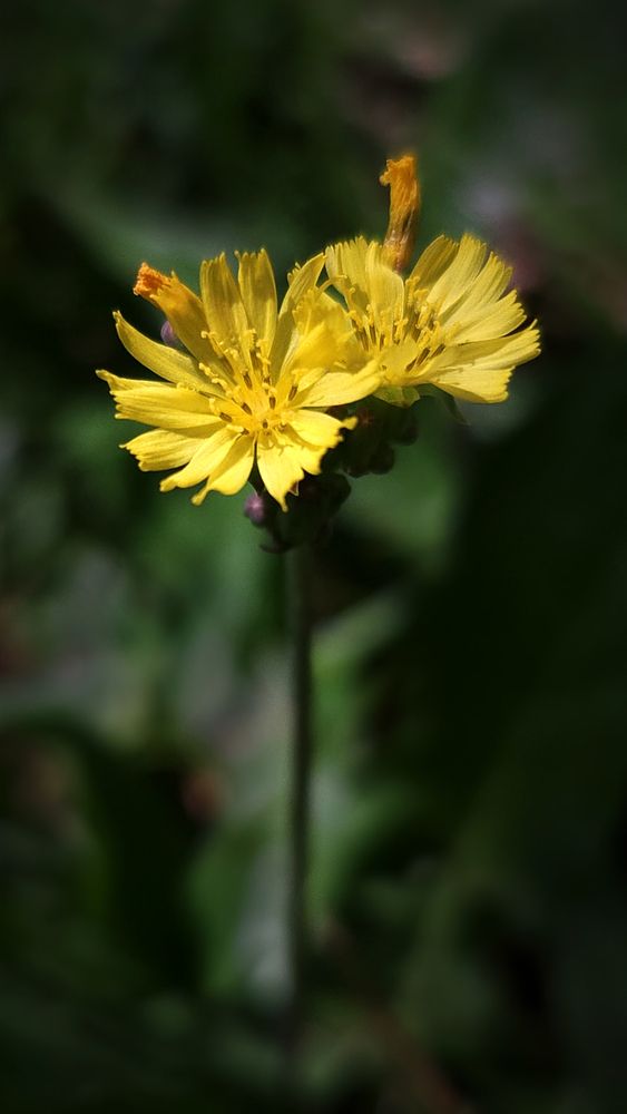 Photograph by Marcelino Moningka