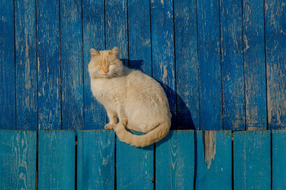 Фотография автора Евгений Печенин