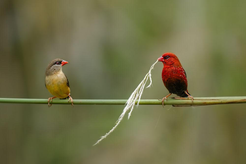 A Delicate Exchange: Red Avadavat in Action