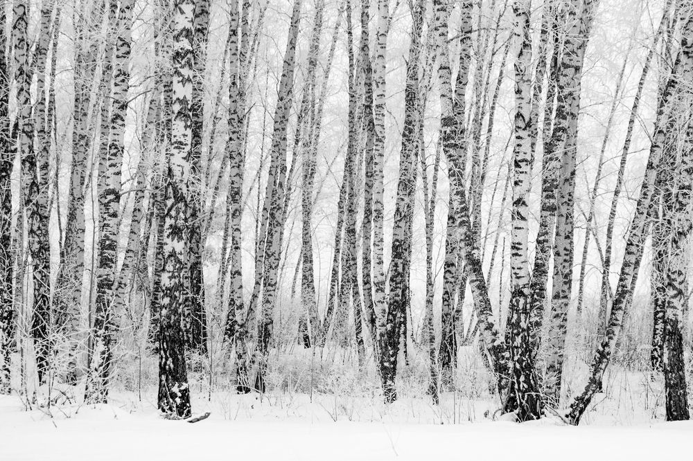 Штрих-код зимы