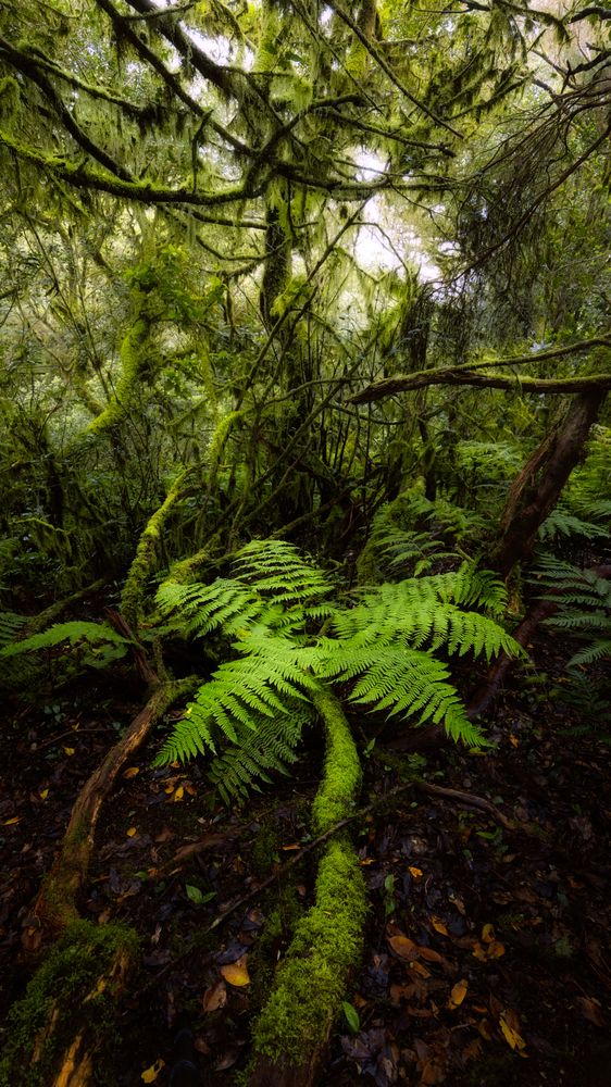 Photograph by Matteo Strassera