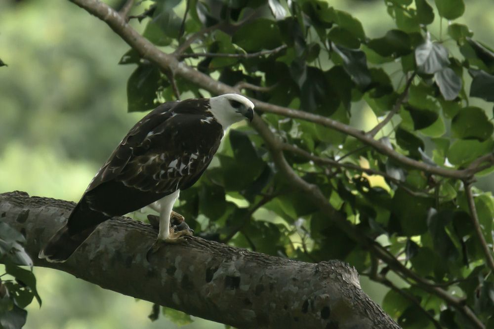 elang flores atau nisaetus floris