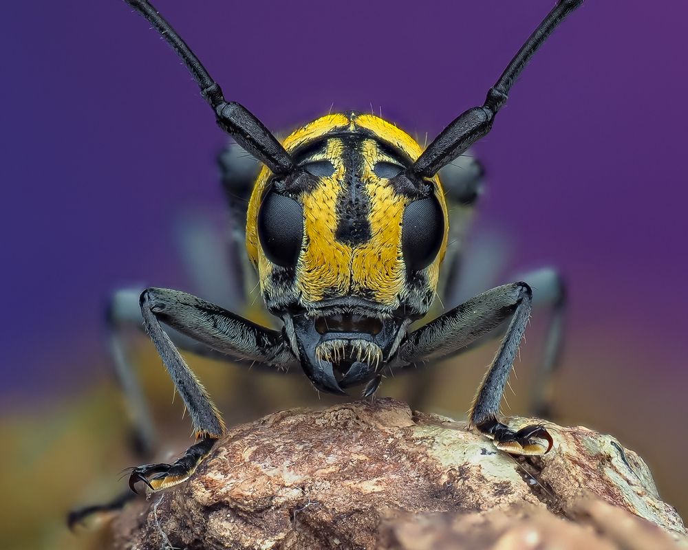 Photograph by Marcus Kam