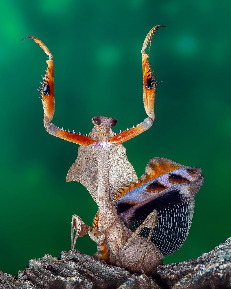 Photograph by Marcus Kam