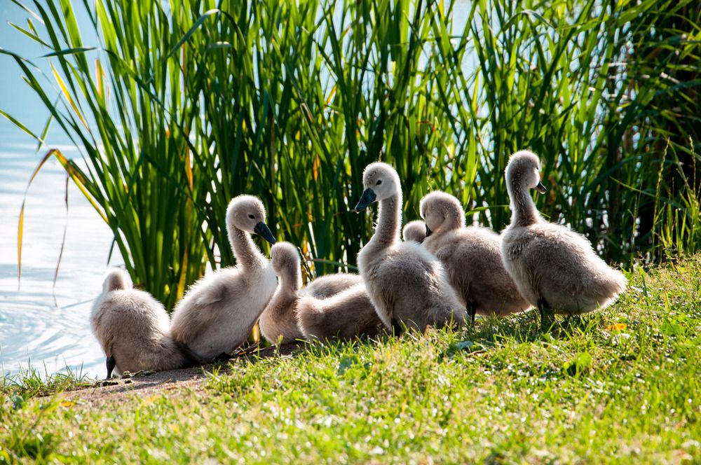 Лебедята