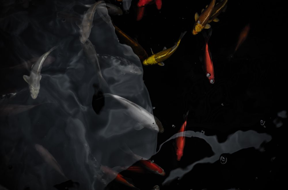 Photograph by Юлия Латышева