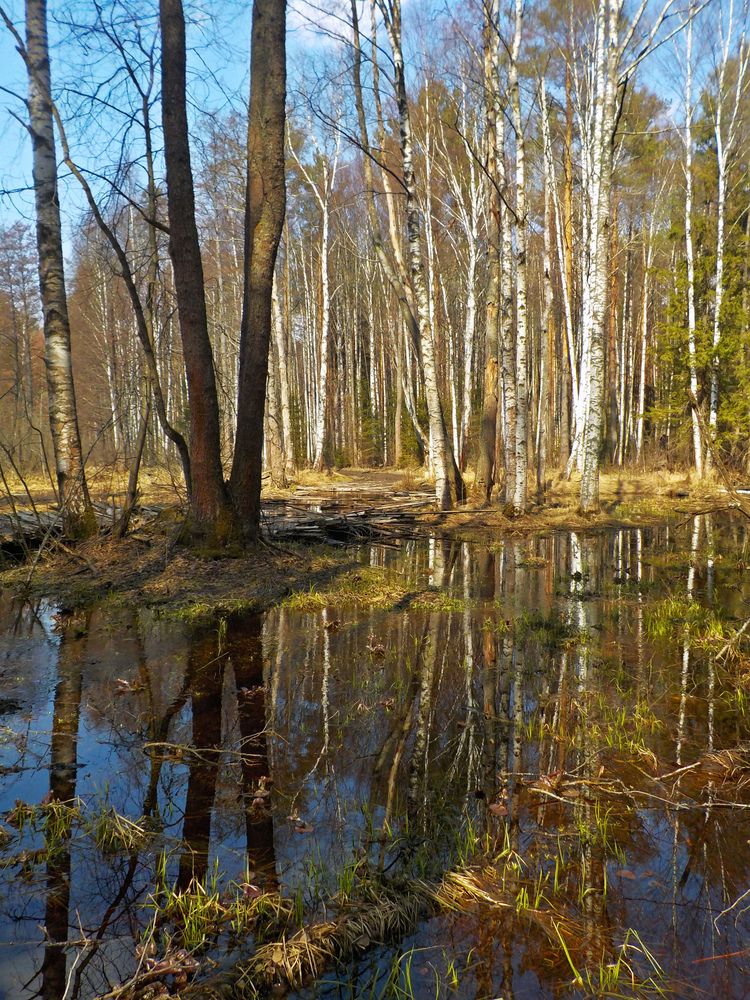 Весна в лесу