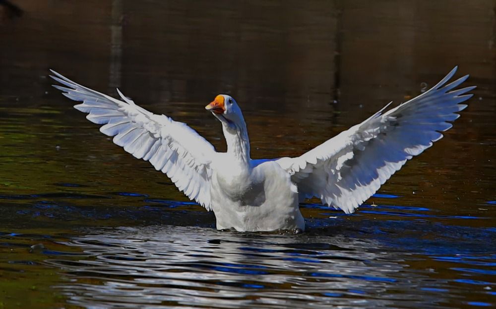 Photograph by Татьяна Слесарева