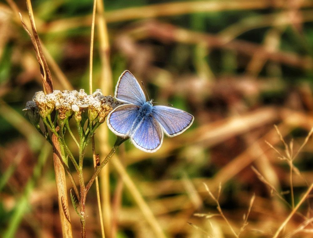 Синяя бабочка