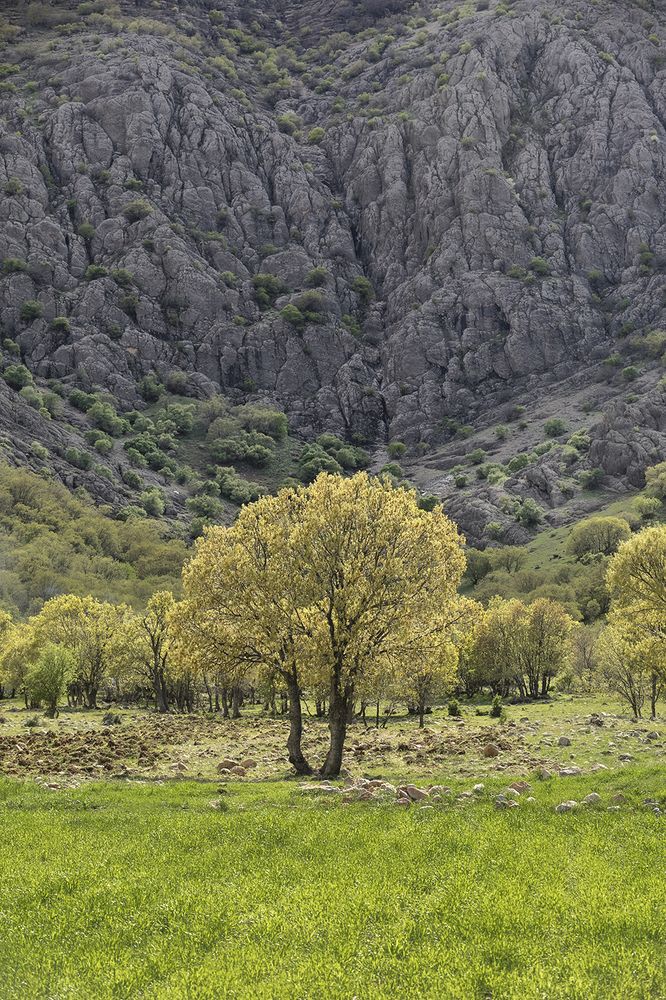 Photograph by Esmaeil rashedi