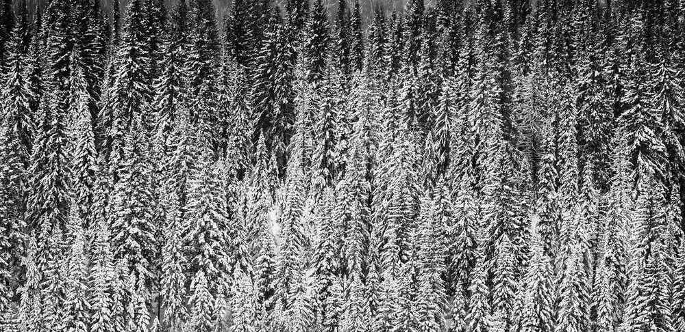 Photograph by Людмила Ковалева