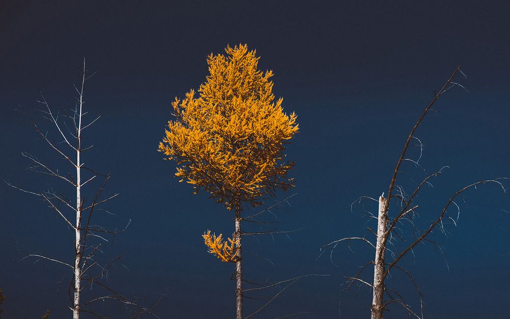 Photograph by Людмила Ковалева