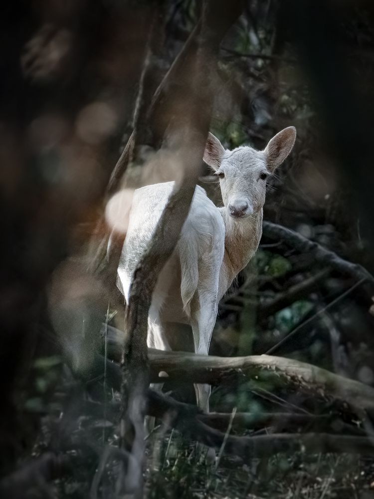 Photograph by Andrea Barlotti