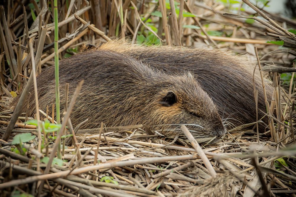 Photograph by Andrea Barlotti