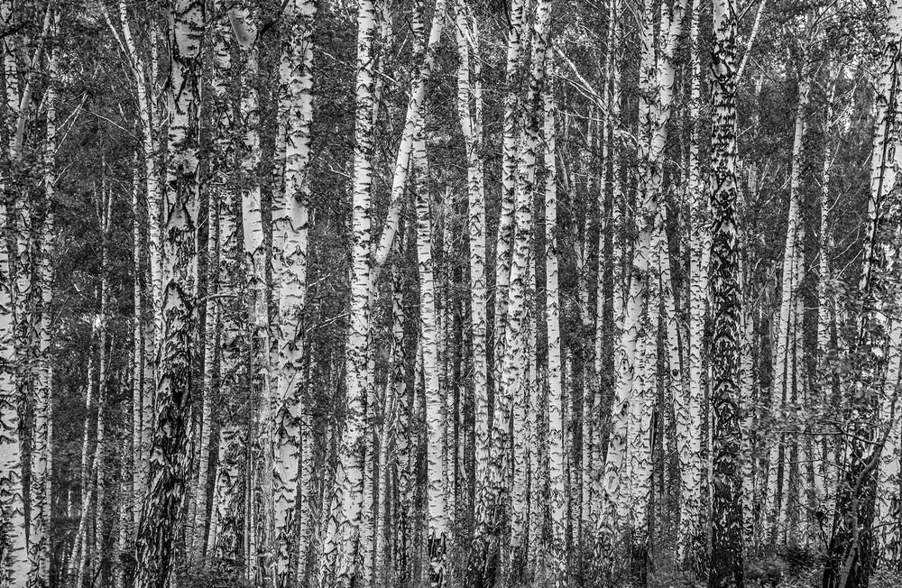 Photograph by Людмила Ковалева