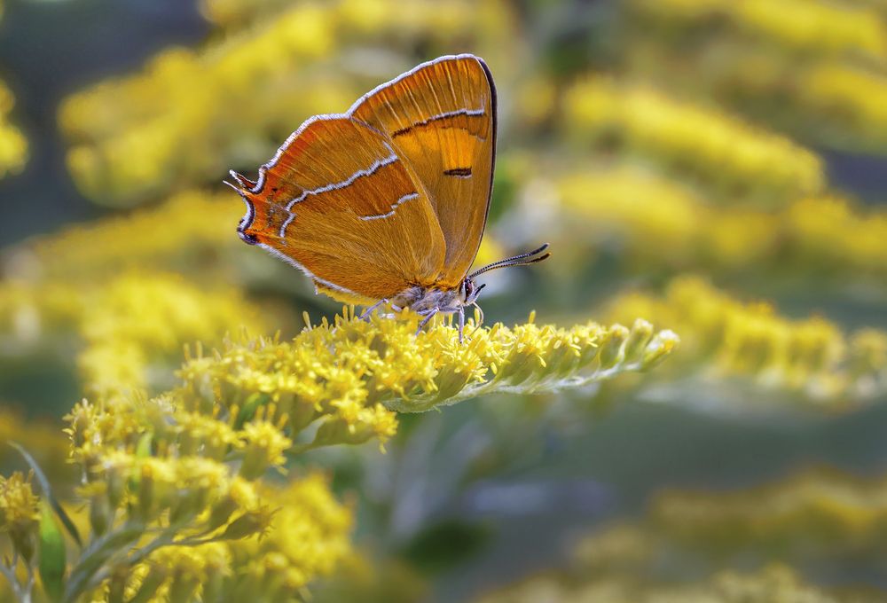 Зефир берёзовый