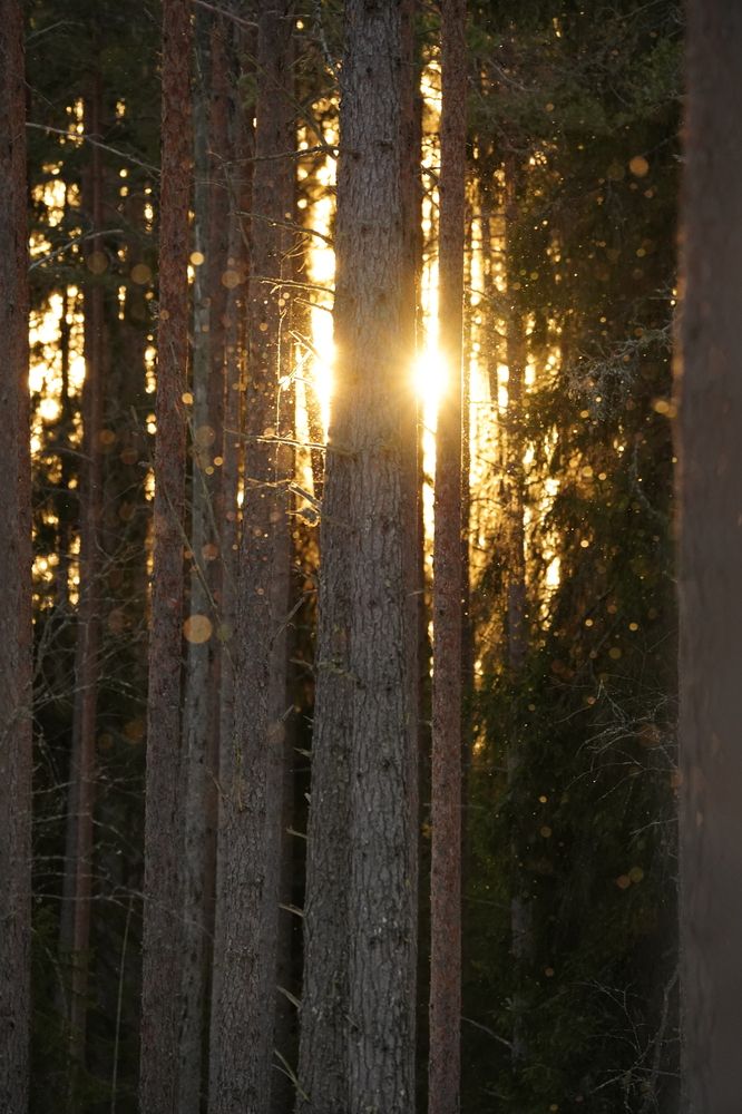 Фотография автора Юлия Овчинникова
