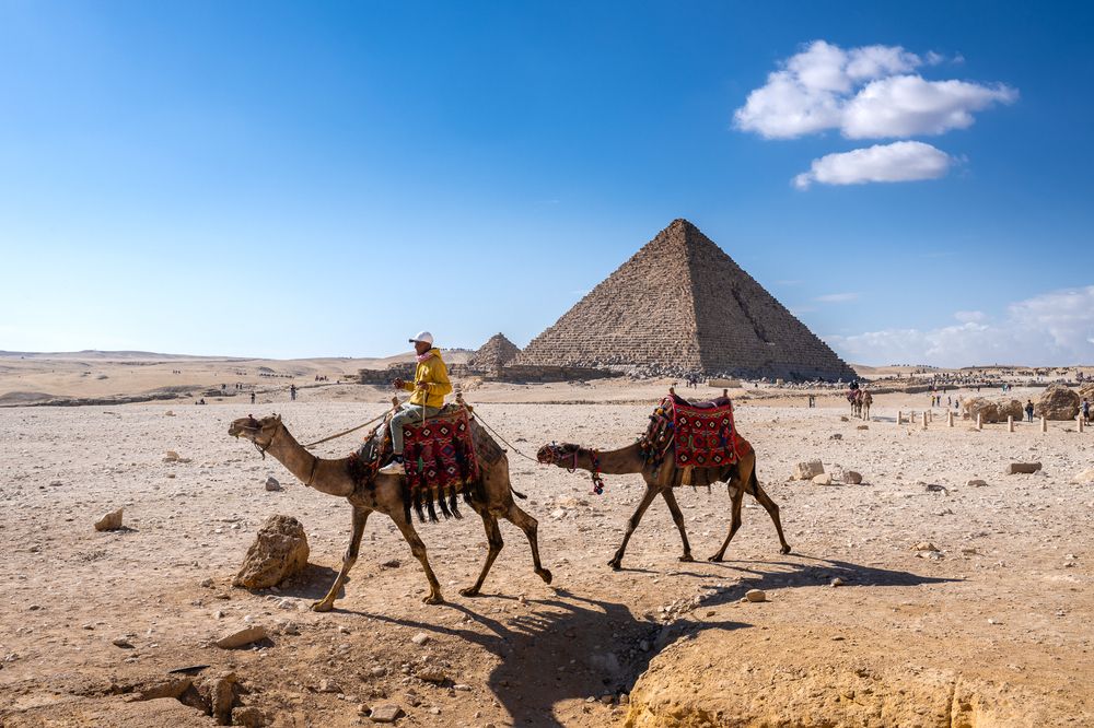 Два верблюда