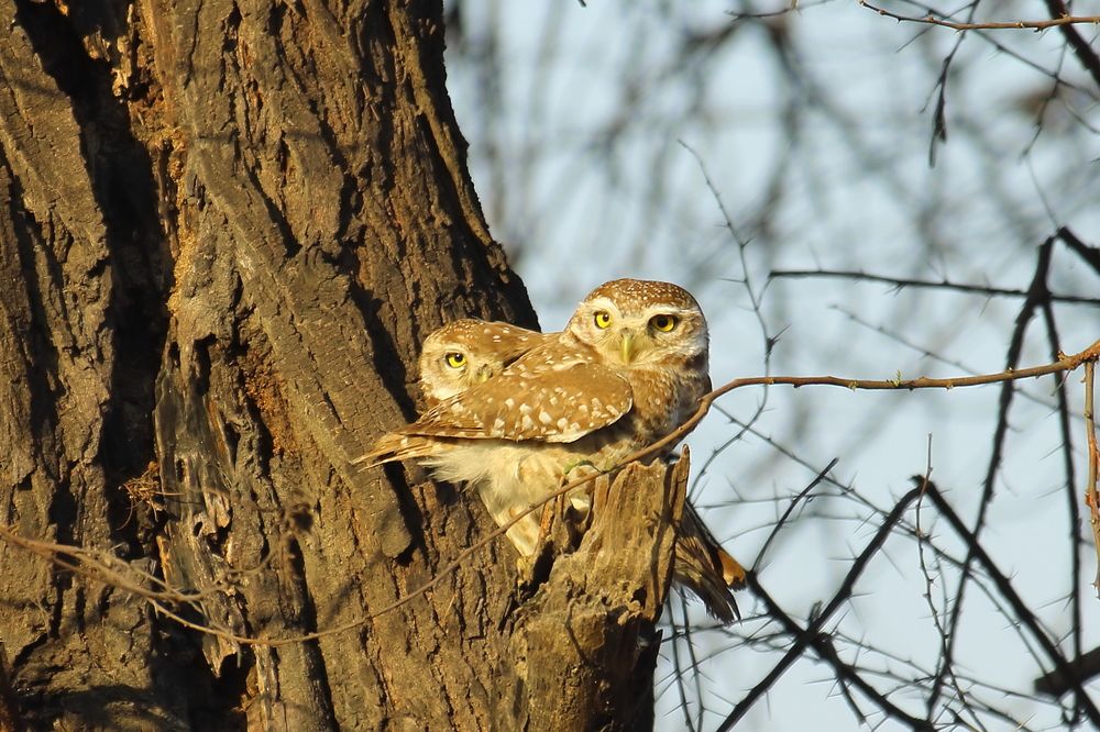 Фотография автора RODRICK RAJIVE LAL