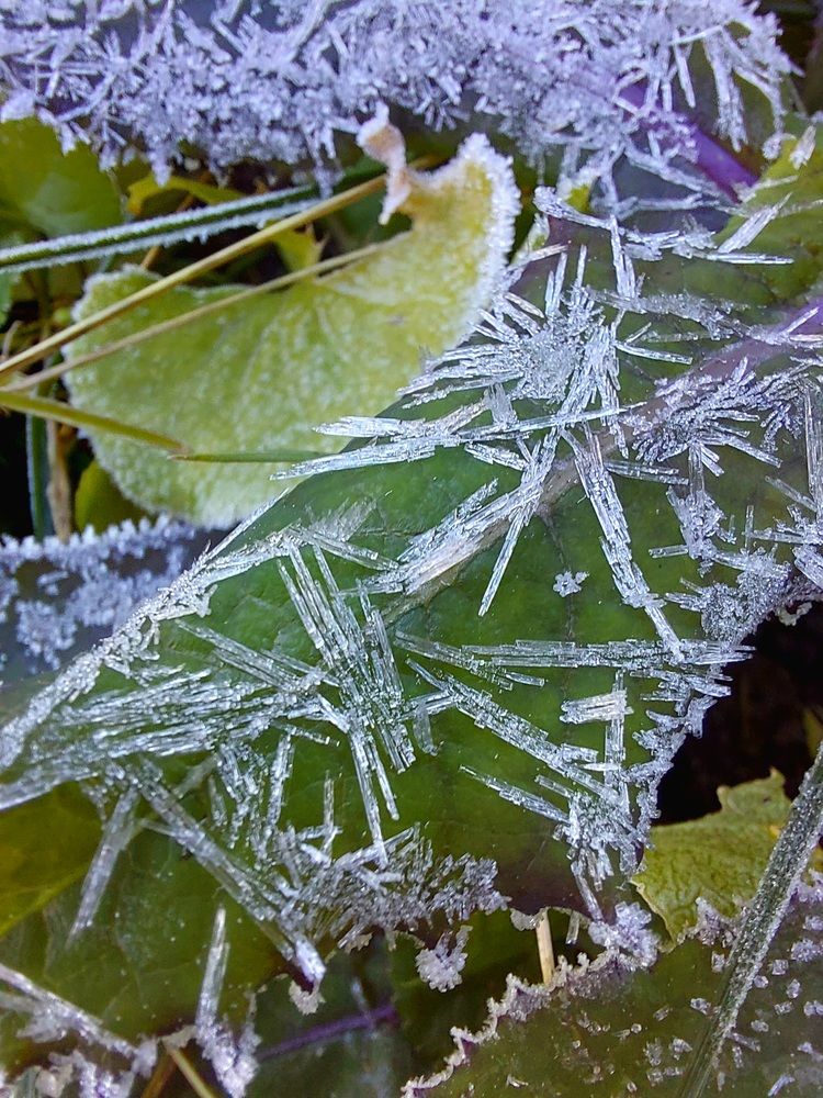 Игольчатые листочки.