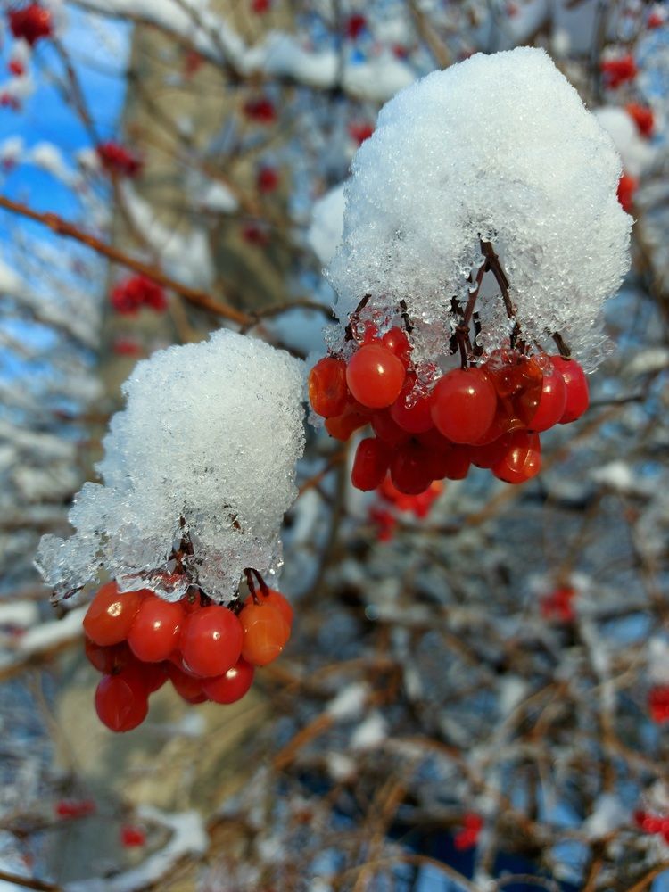 Шапки Маномаха.