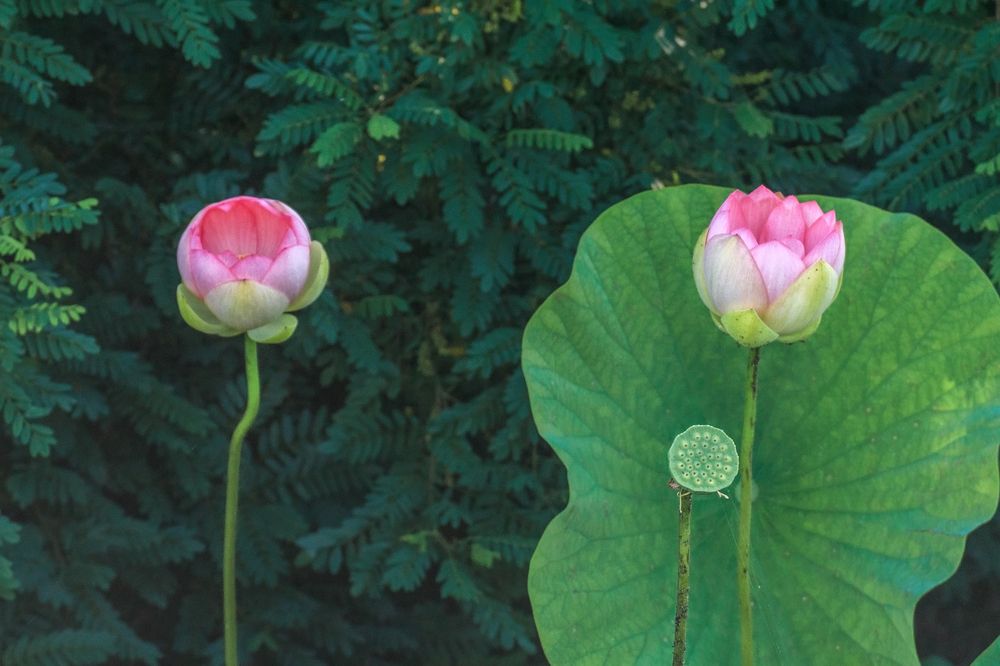 Фотография автора Галина Шепелева