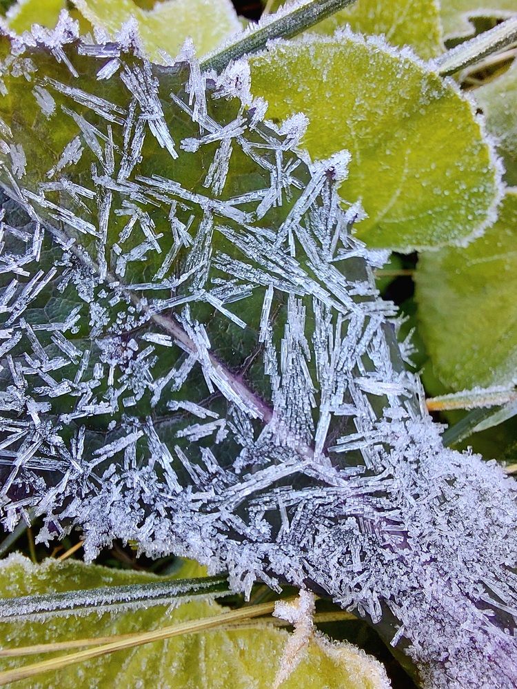 Листочки-иголочки.