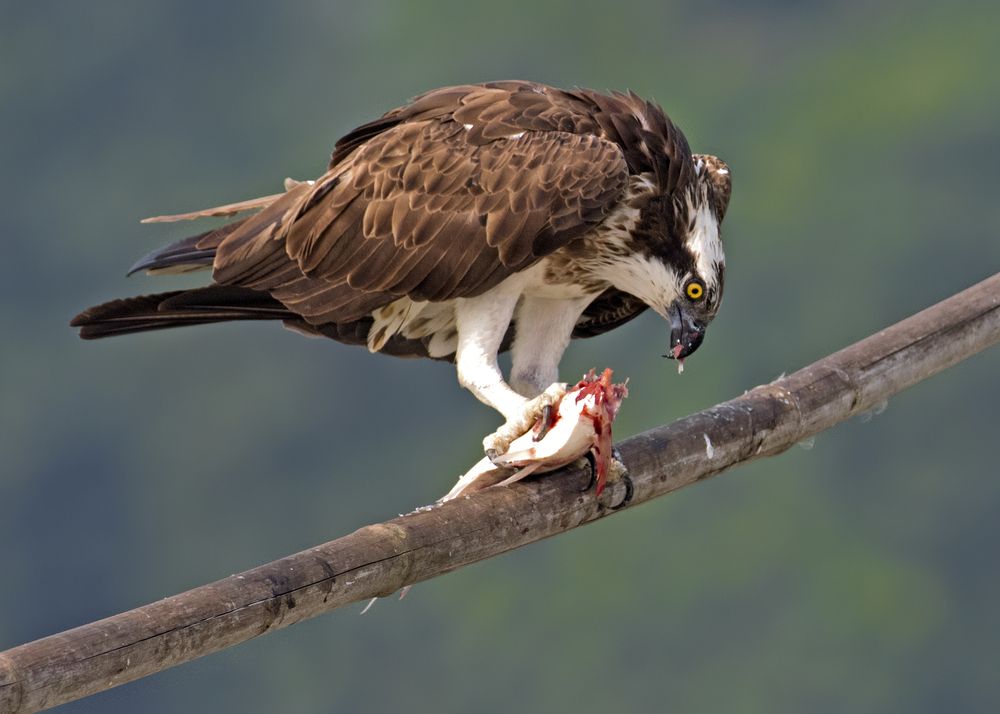 Photograph by Angshuman Mitra