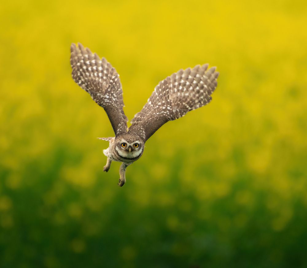 Photograph by Abhijit khatua