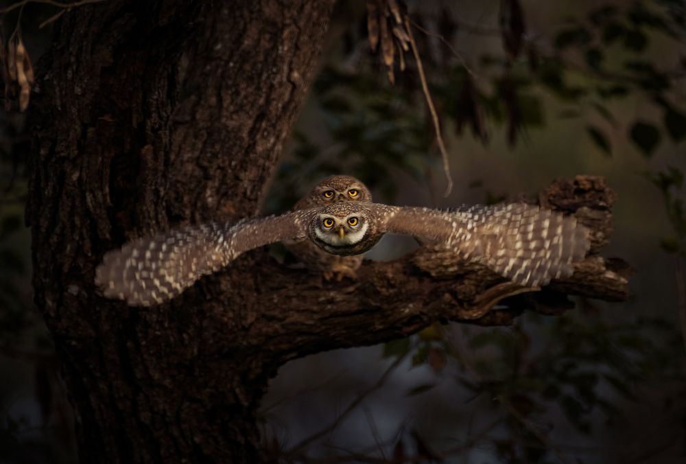 Photograph by Abhijit khatua