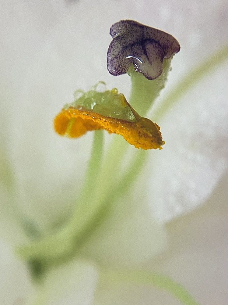 Photograph by Алена Алена