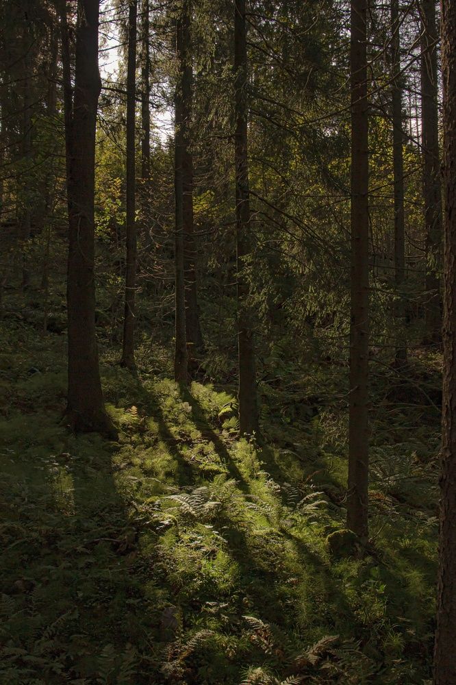 Фотография автора Екатерина Першина