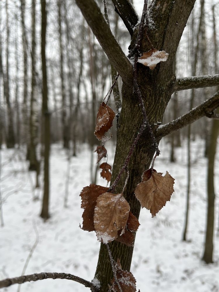 Фотография автора Виктория Ляпина