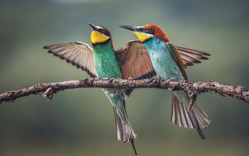 Из жизни щурок