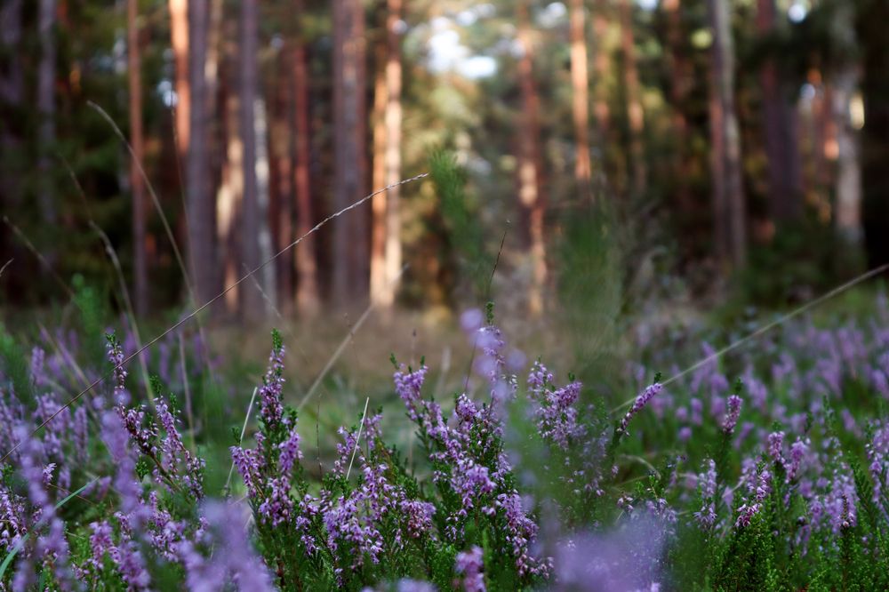 Photograph by Мария Самолевич