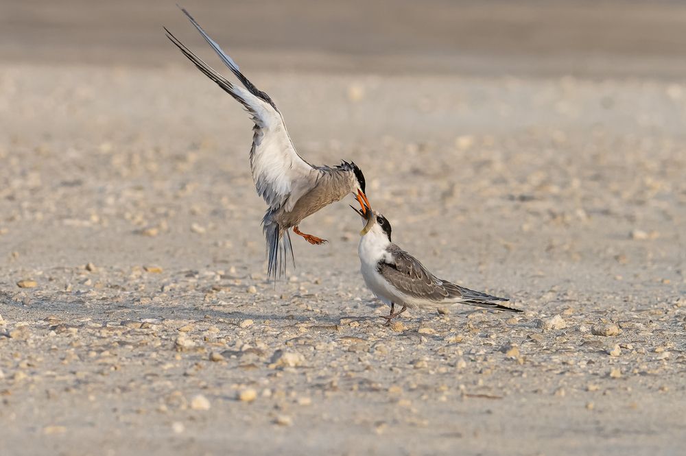 Photograph by Sunil Dhar