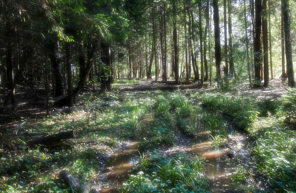 Photograph by Владимир Безбородов