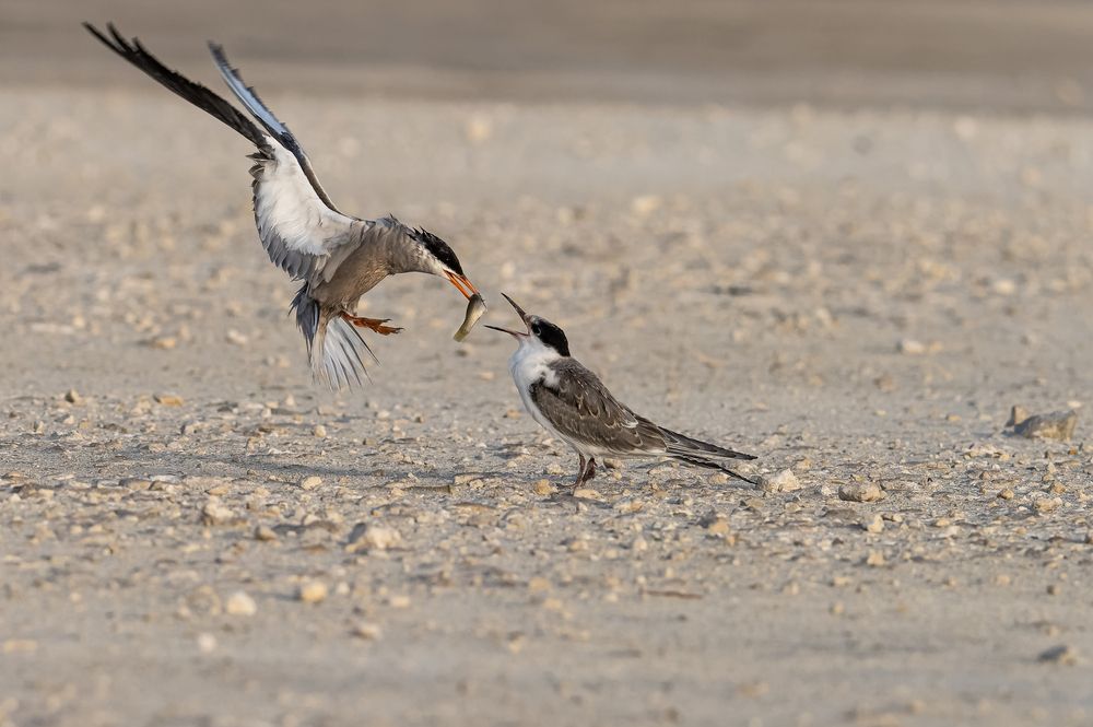 Photograph by Sunil Dhar