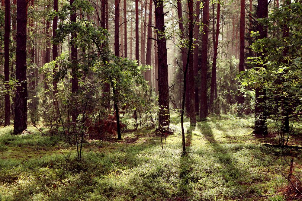 Photograph by Мария Самолевич