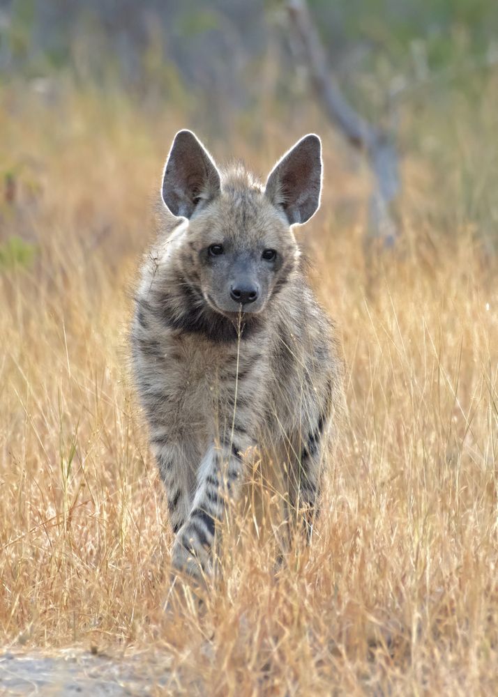 Photograph by Angshuman Mitra