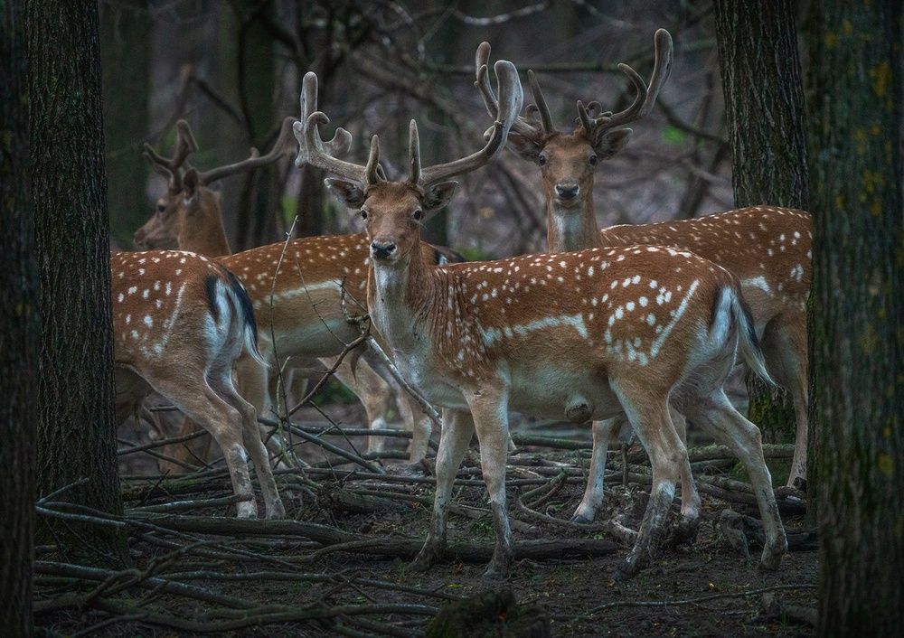 Фотография автора Mashin Rostislav