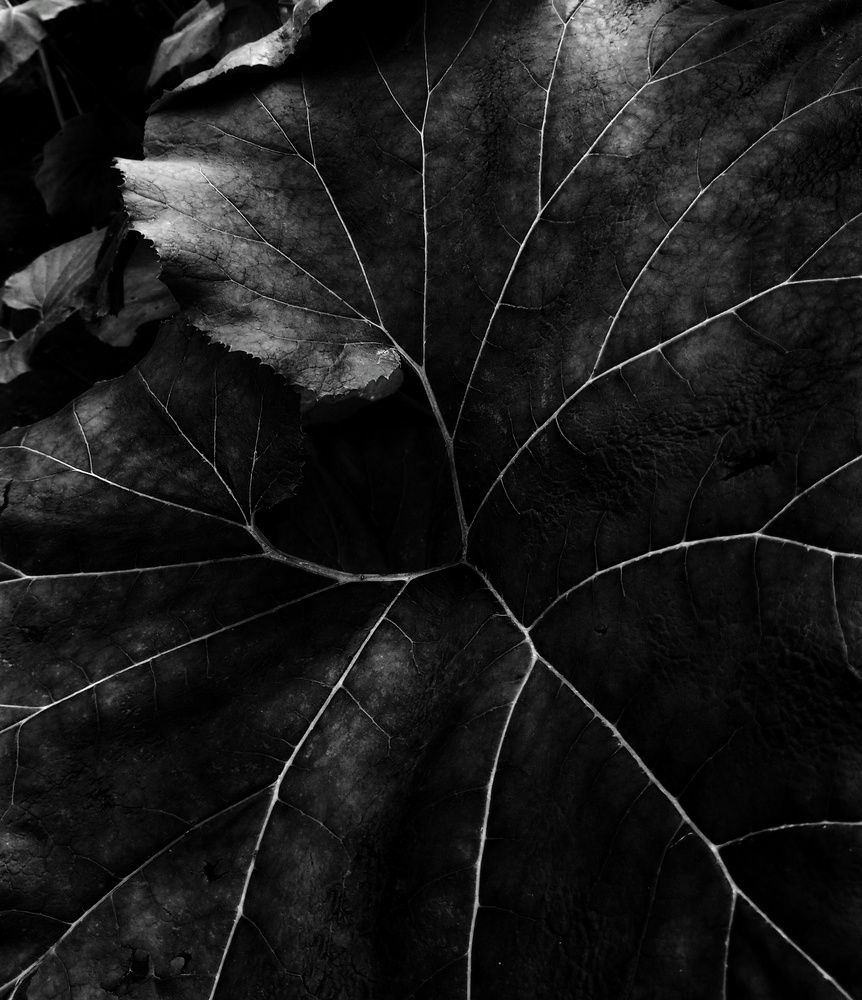 Photograph by Людмила М