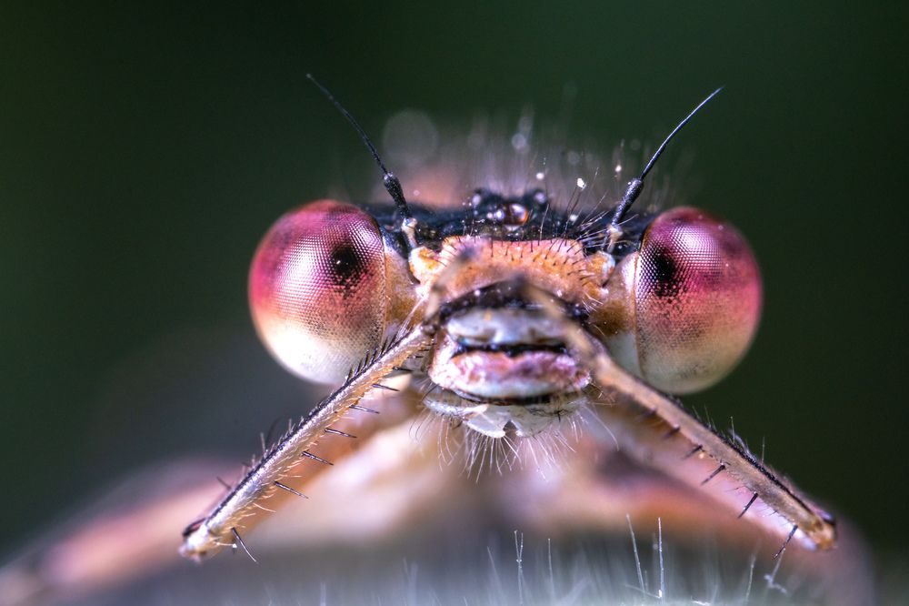 Photograph by Dan Osipov