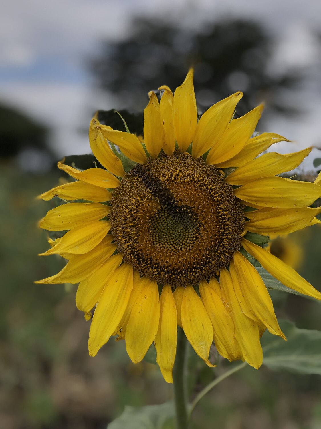 Sunflower in Tanzania