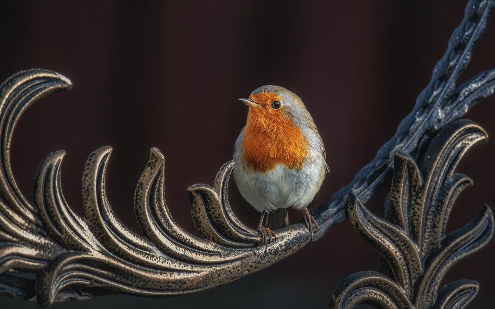 Пернатая охрана